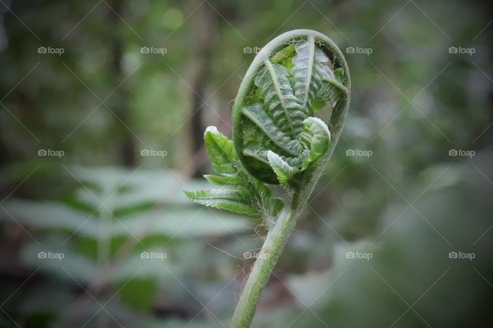 fern shoots