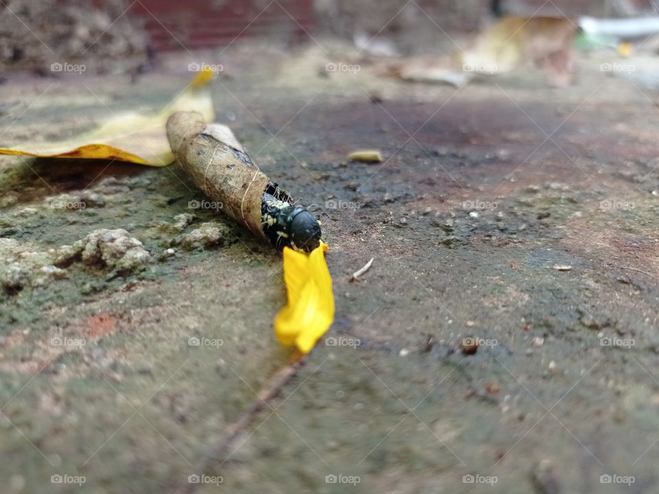 Se tornará uma mariposa