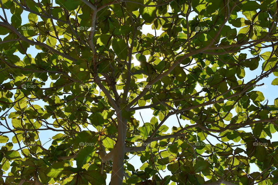 Tree with sun 