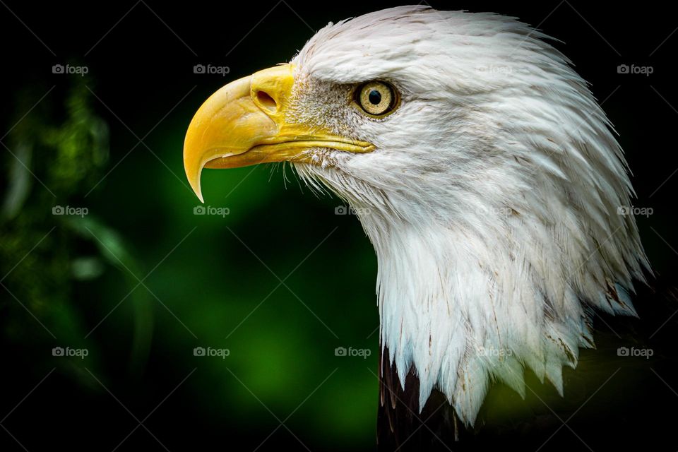 Patriotic Symbol: American Eagle