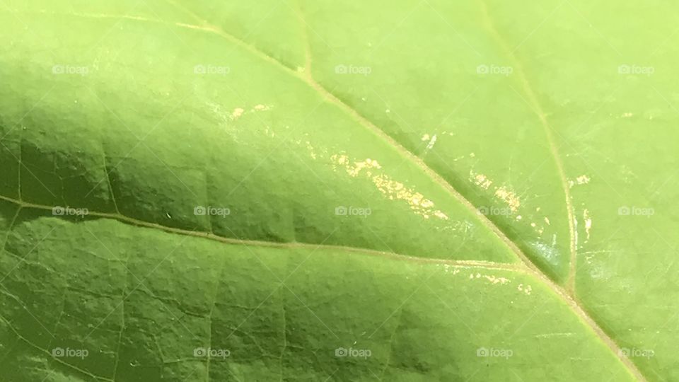 Shimmering Oak Leaf. Golden shimmer on leaf.  