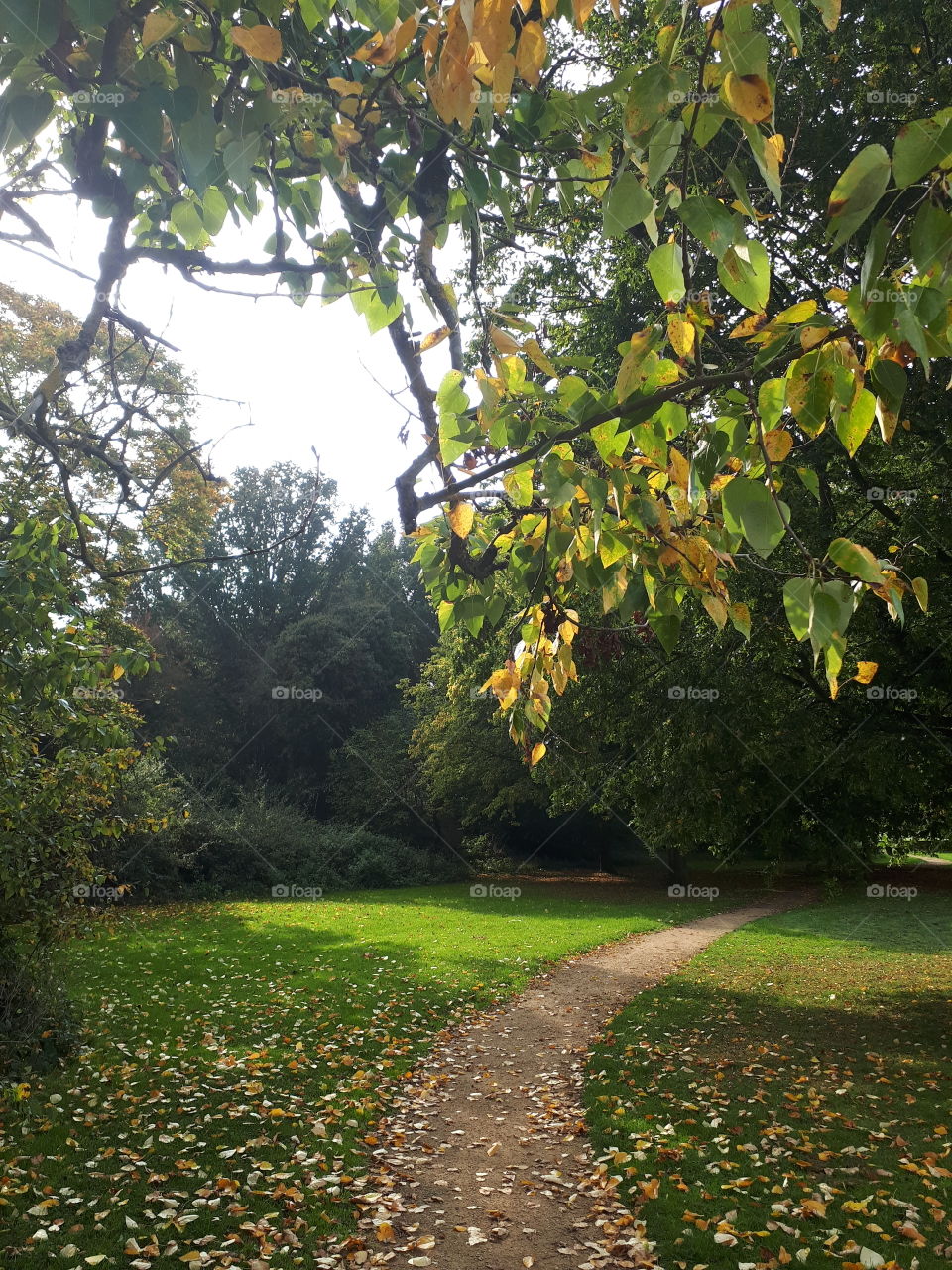 Tree, Leaf, No Person, Nature, Outdoors