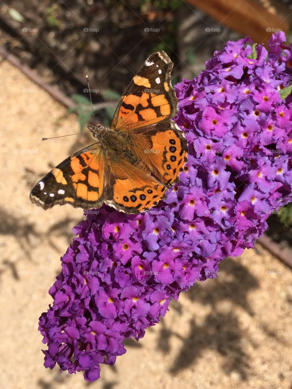 Butterfly on Buddleja 