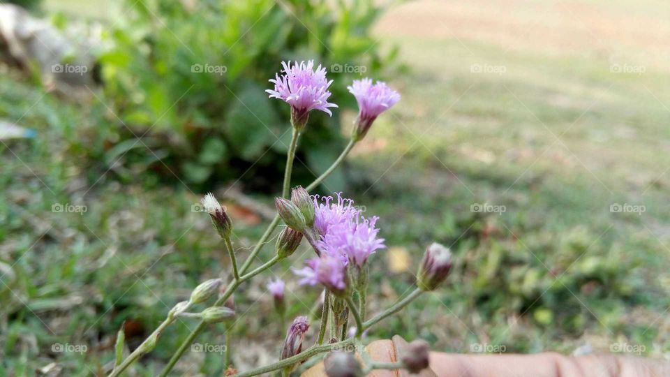 Beautiful green nature with purple flower blooming