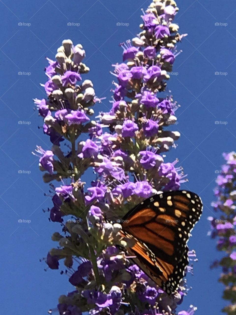Texas Lilac and butterflies 