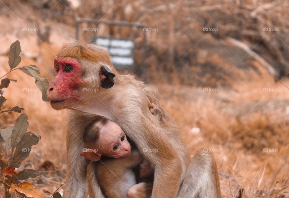 Mother's love🐒