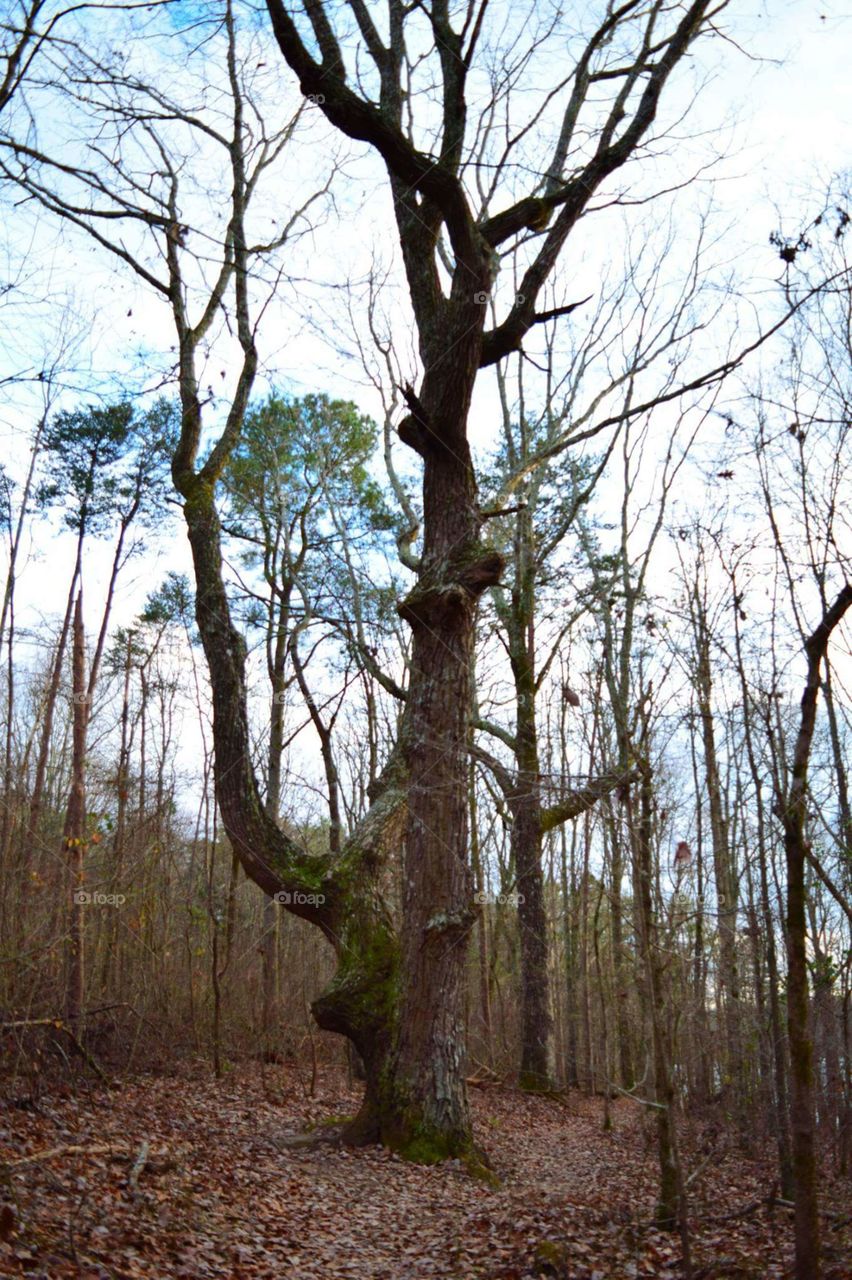 Theres a face on this tree.  Quite possibly Pinocchios.