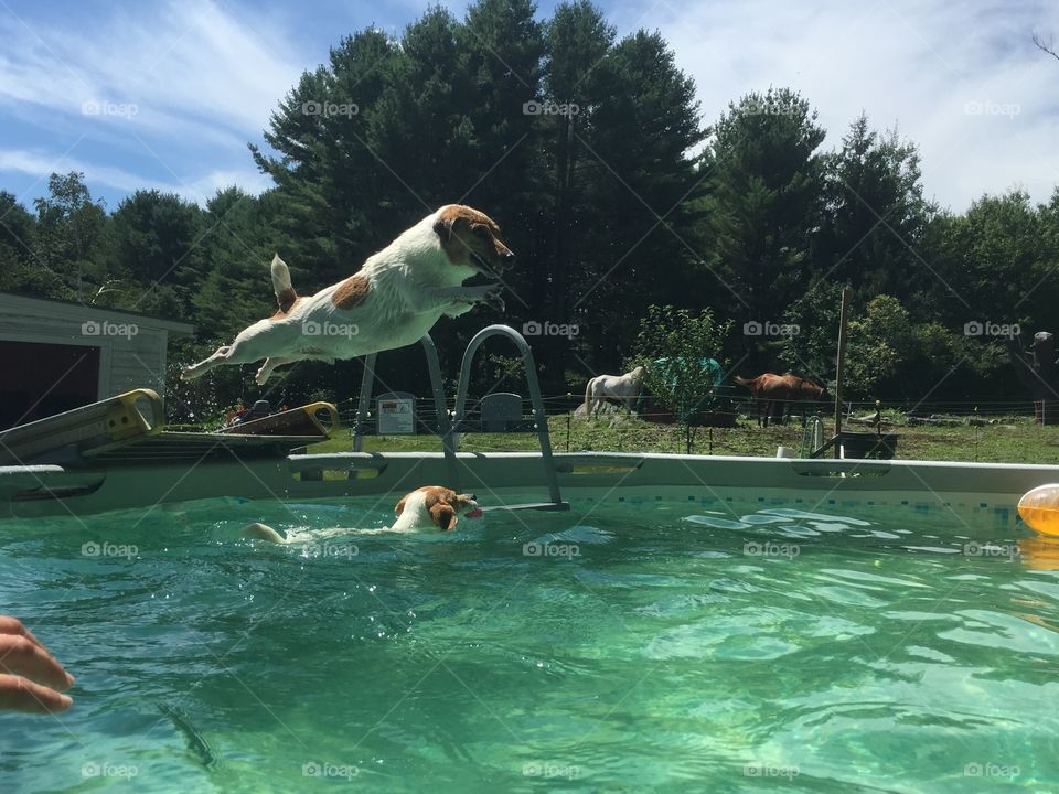 Pitou. Dogs swimming in pool