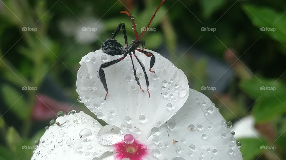 Nature, Flower, Summer, Leaf, No Person