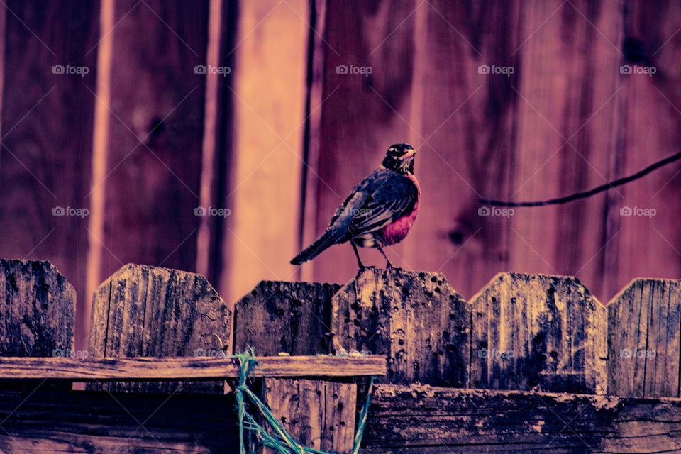 bird on the fence
