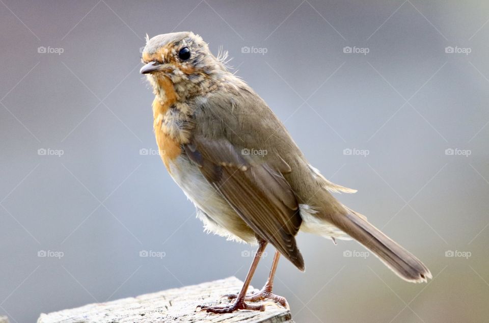 Robin small model ;)