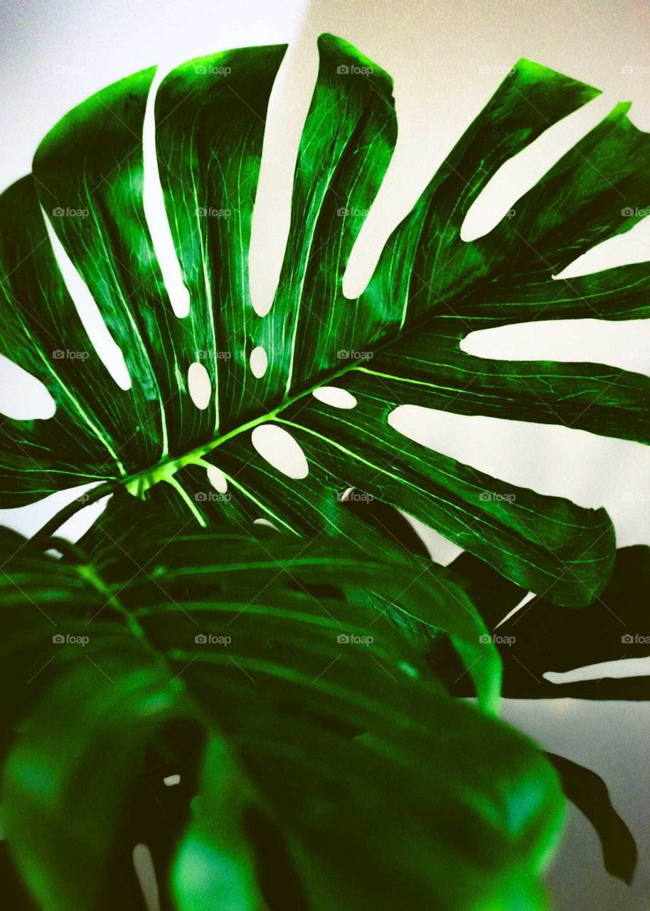 Leaf of a ornamental plant, Monstera Deliciosa. Colorful green photo.