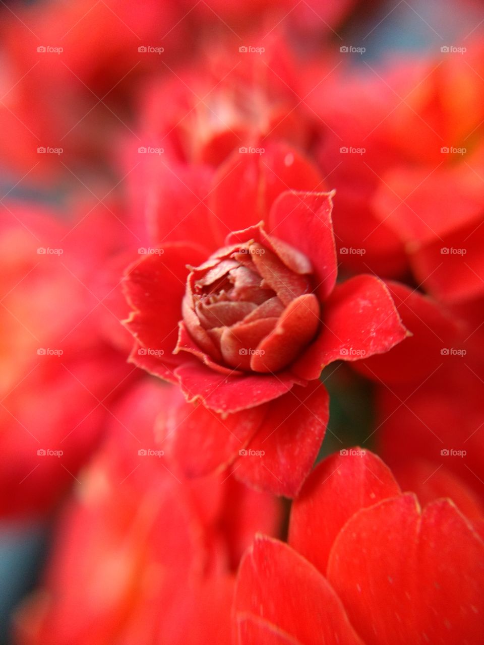macro red flower