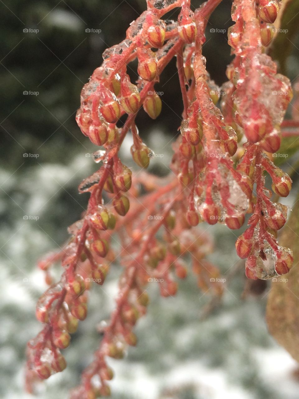 Ice on flower buds