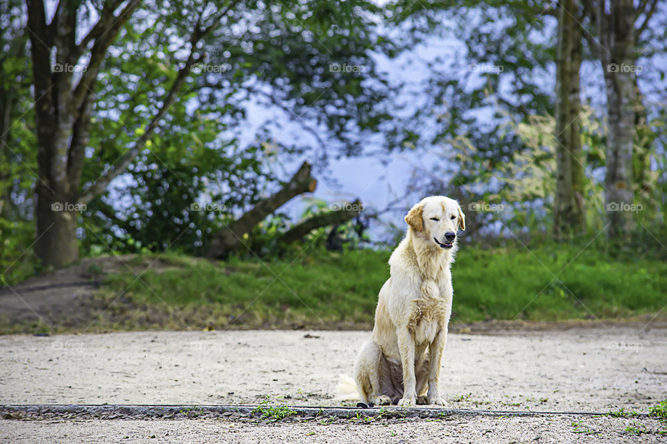 A white dog is sitting on the ground. The background trees.