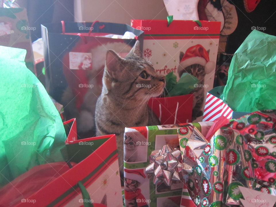 A beautiful, young, brown tabby kitten on Christmas morning by the presents. 