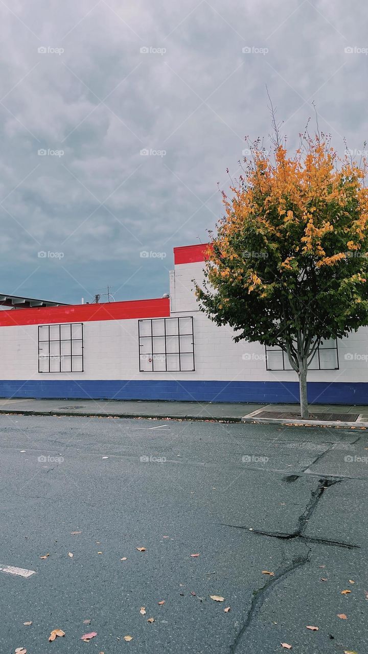 Cool graphic wall in the city with tree