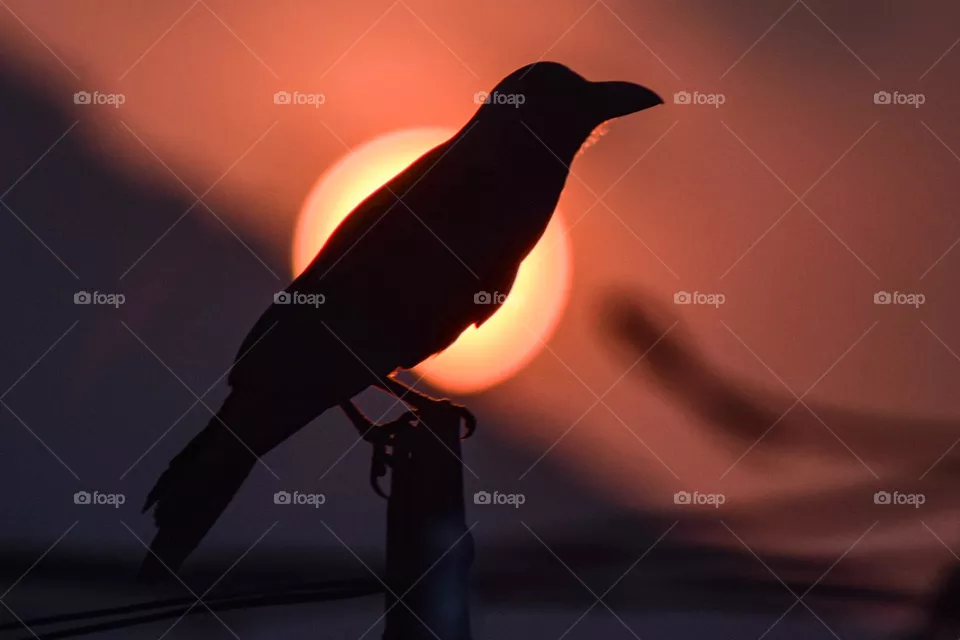 Silhouette 