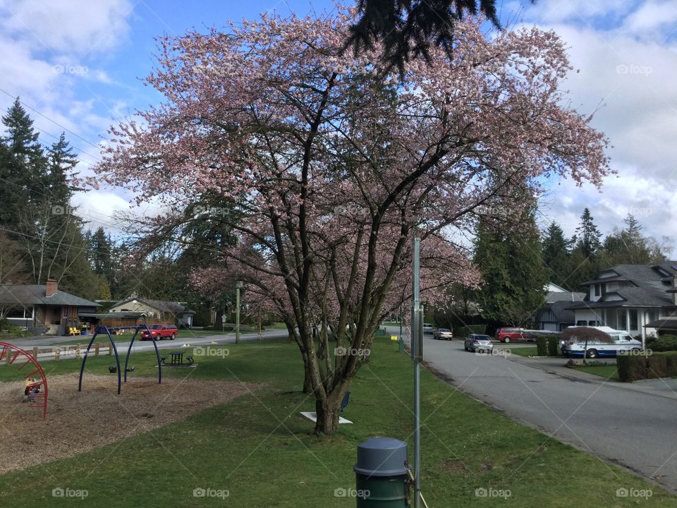 Cherry Tree in the Neighborhood 
