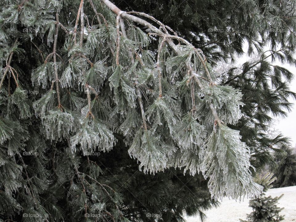 Icy pine