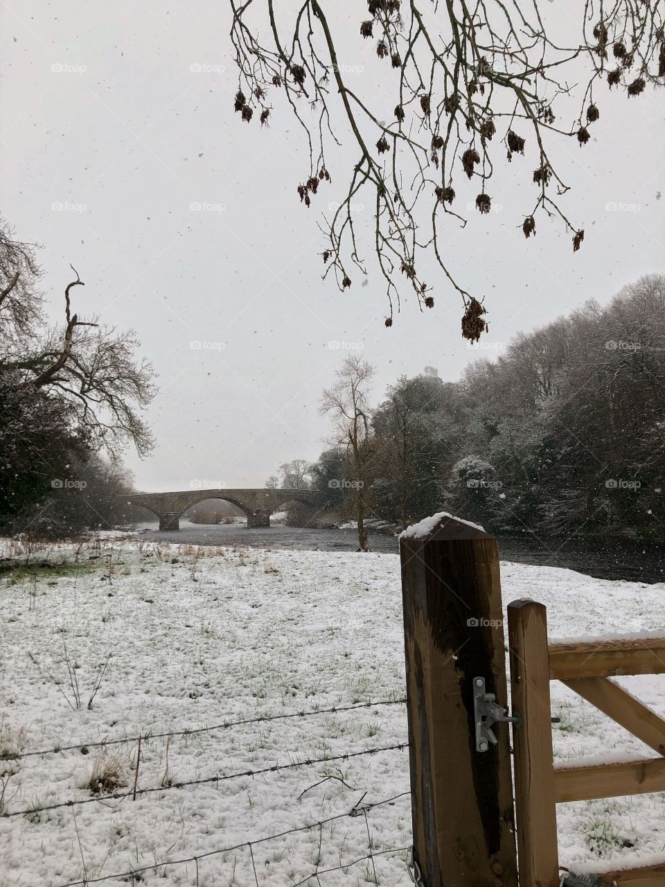 Snowy riverbank this morning 