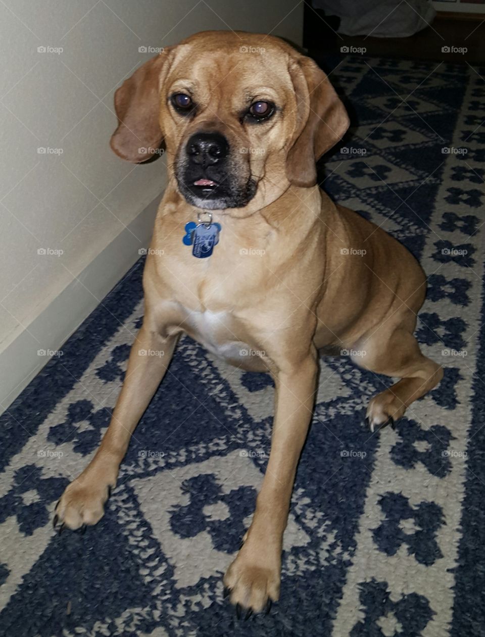 Chewy the Puggle