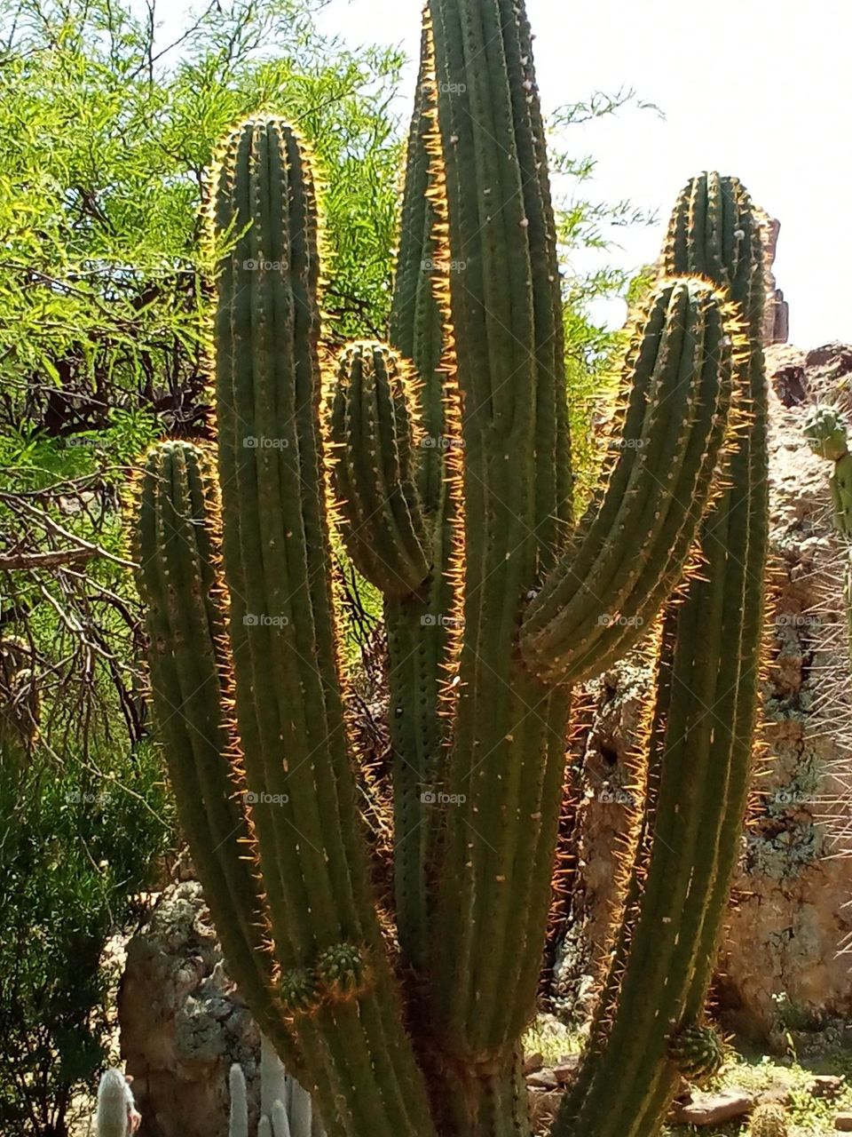 Saguaro Cactus