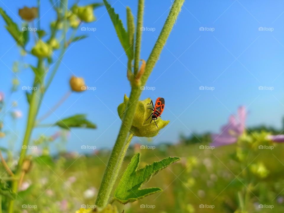 The firebug, Pyrrhocoris apterus, is a common insect of the family Pyrrhocoridae. Malva thuringiaca