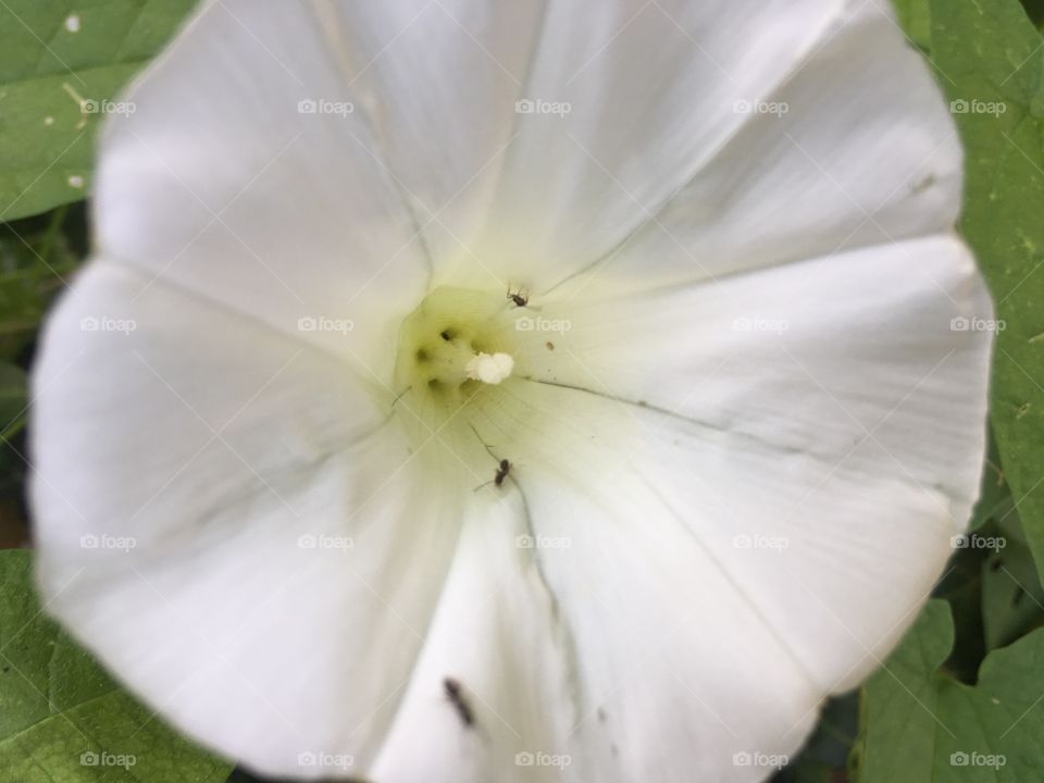 Ants on a white flower
