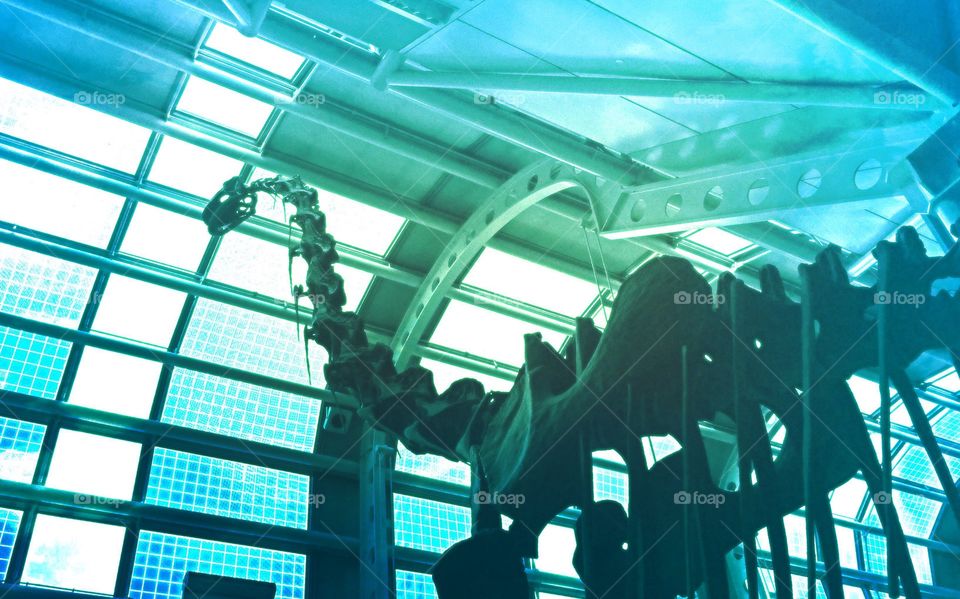 Windows and dinosaur skeleton .