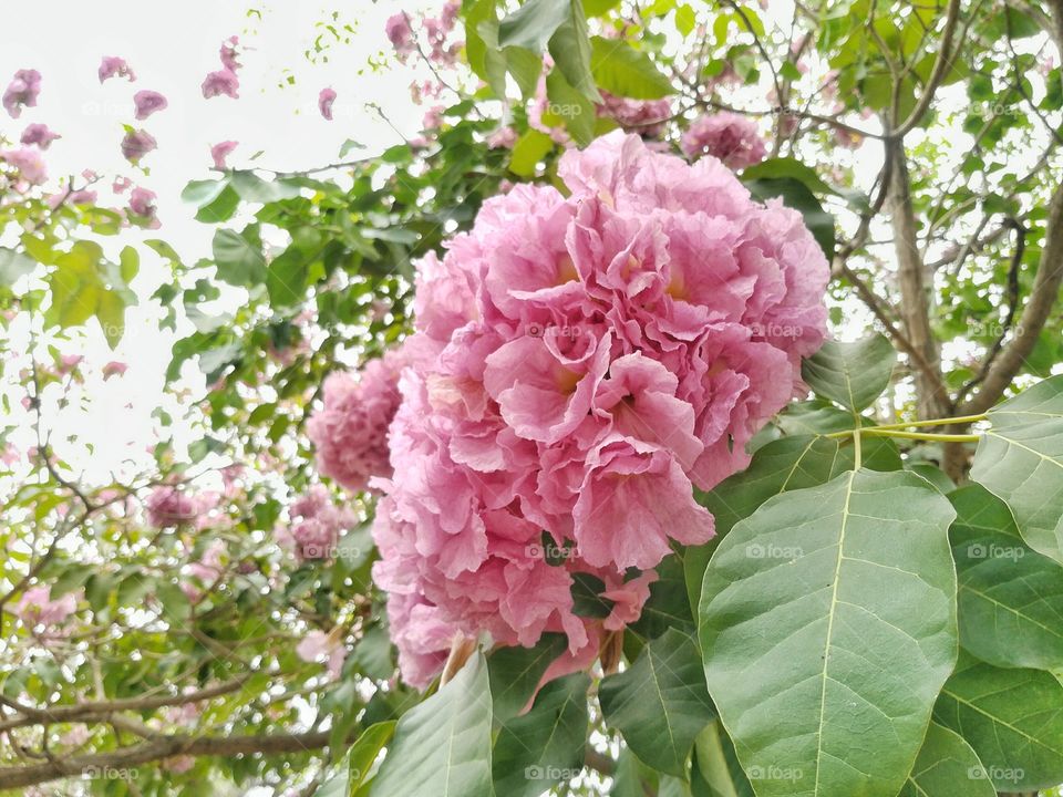 Cluster of pink trumpet flower.