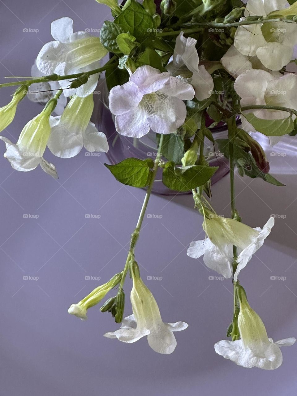 White and pale lavender trumpet shaped Mexican morning glory flowers and green stems in a purple glass vase on a lavender background 