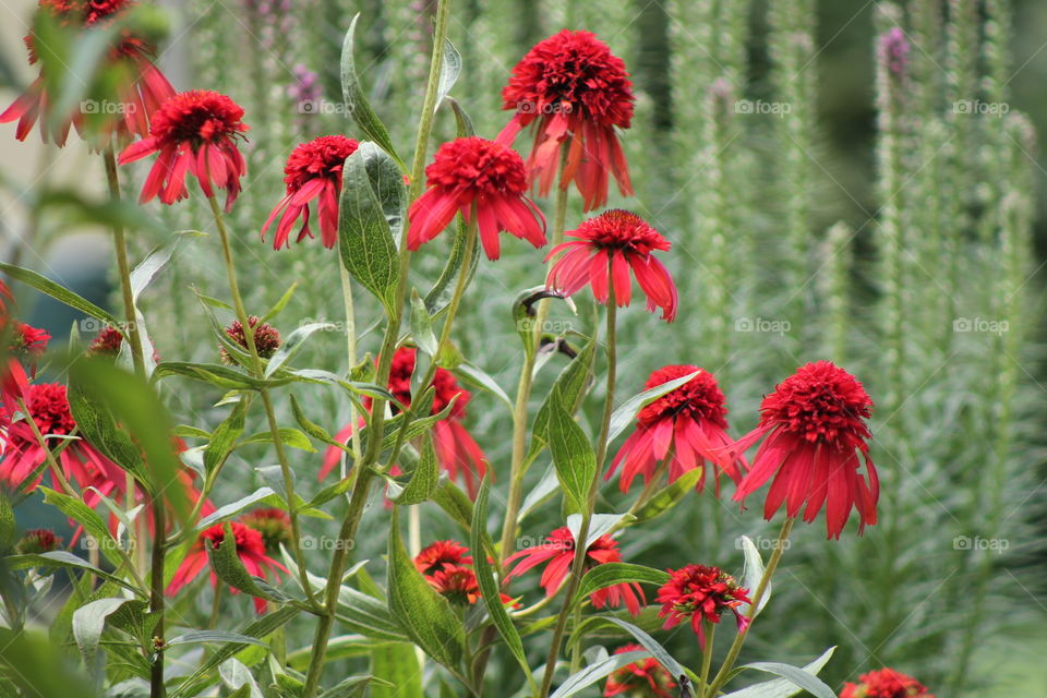 Blooming red coneflowers