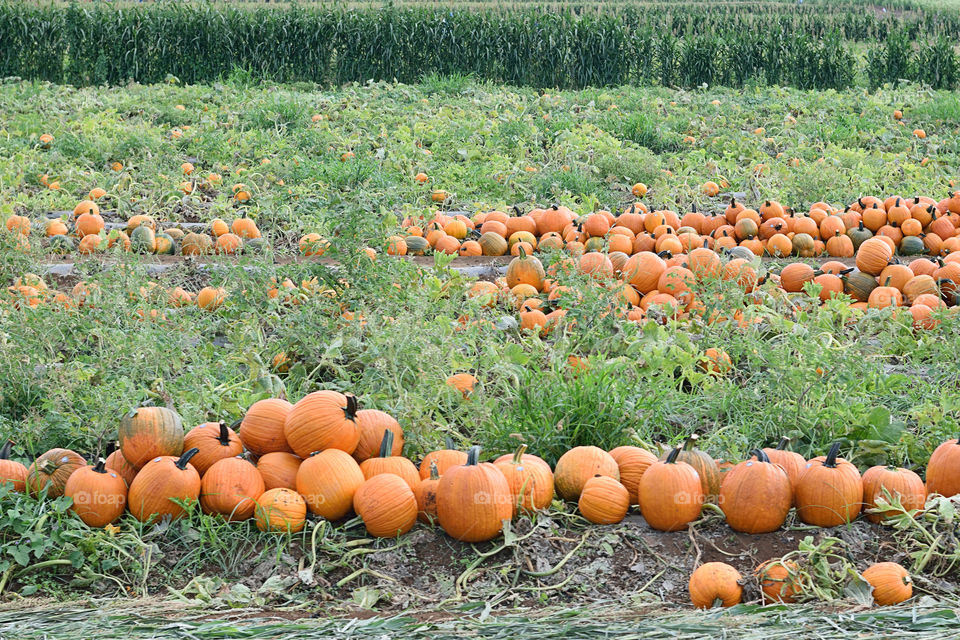 Pumpkin Patch