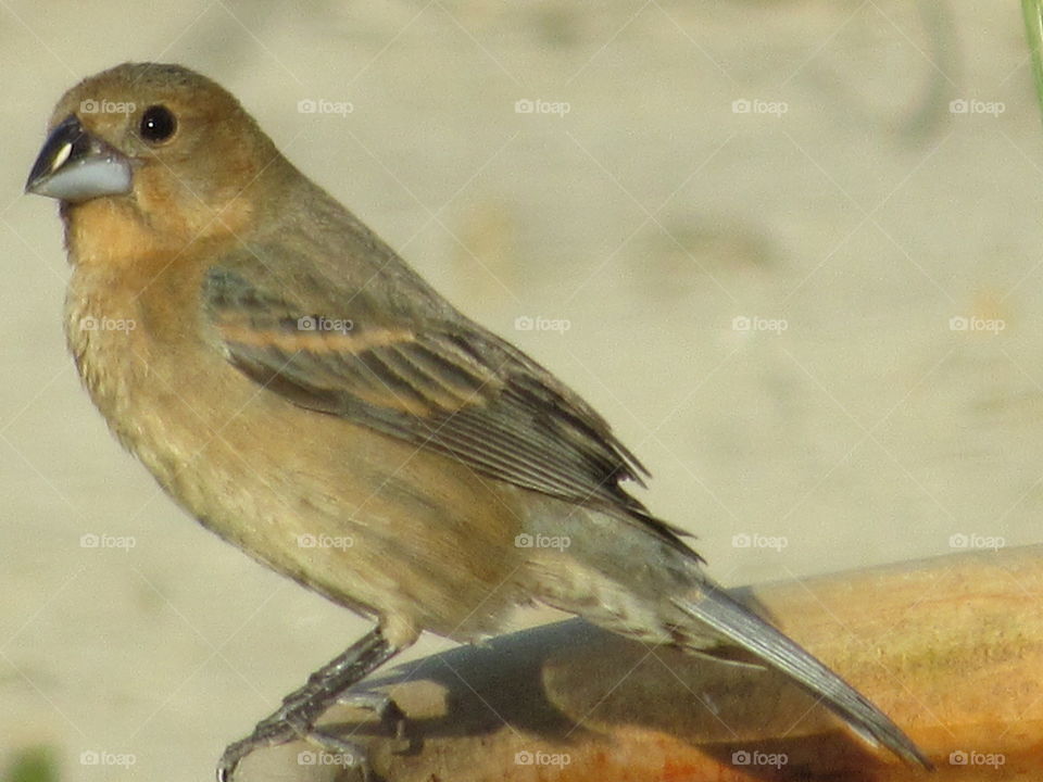 Bird, Wildlife, No Person, Nature, Animal