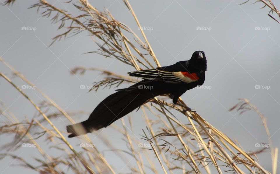 Long-tailed Widowbird