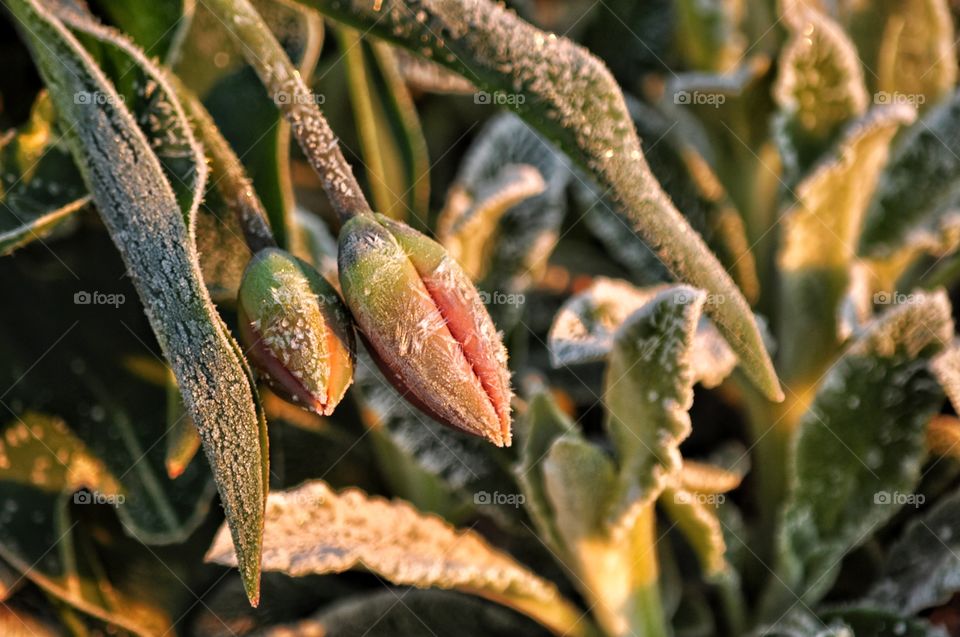 Nature, No Person, Leaf, Flora, Food