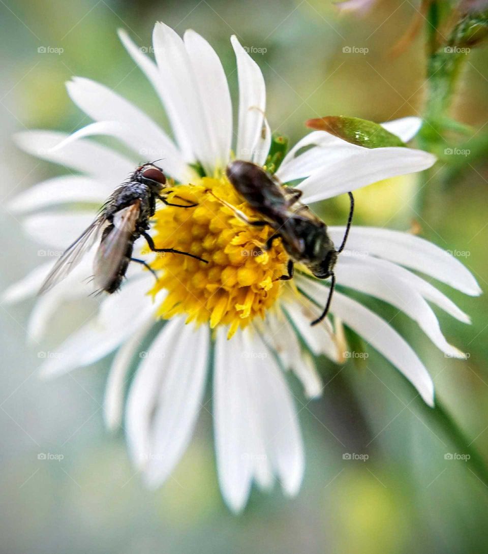 Insect, Bee, Nature, Pollen, Honey