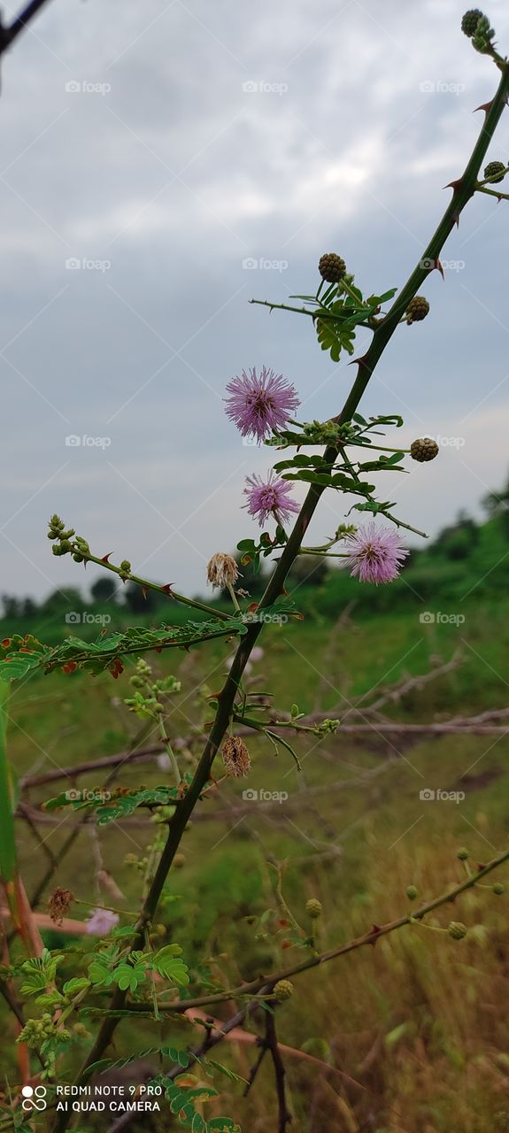 Is a very fragrant flower