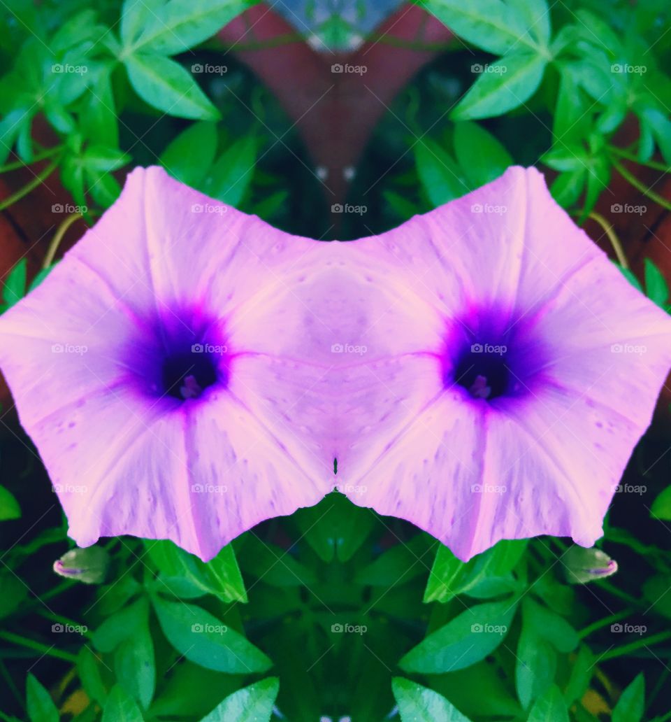 One flower in a shape of two. Edited on InShot app.
