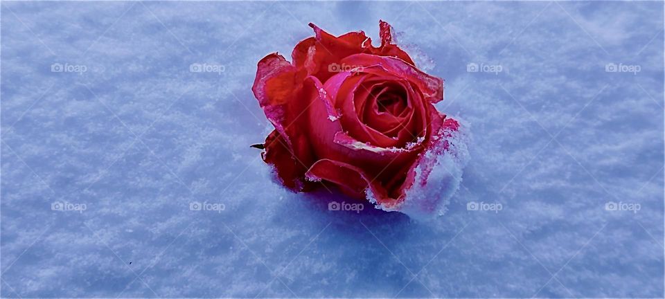 A red rose in the snow, what more poetic a motif is there ? This one was spotted during the big snowstorm of December 2023 in a garden in „Bavaria“, Germany. Hypnotic Productions