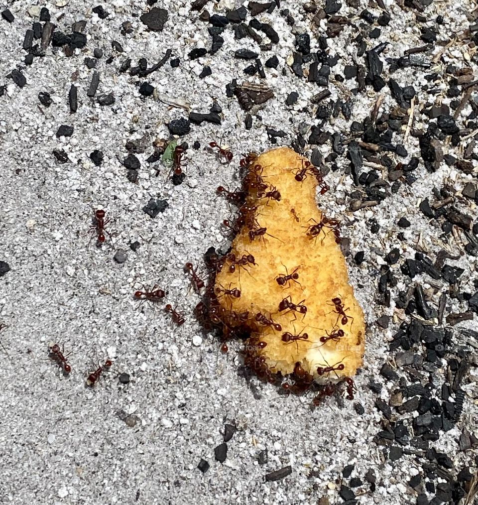 Hungry, Hungry Ant’s attacking a McDonald’s Chicken Nugget in North Carolina. 