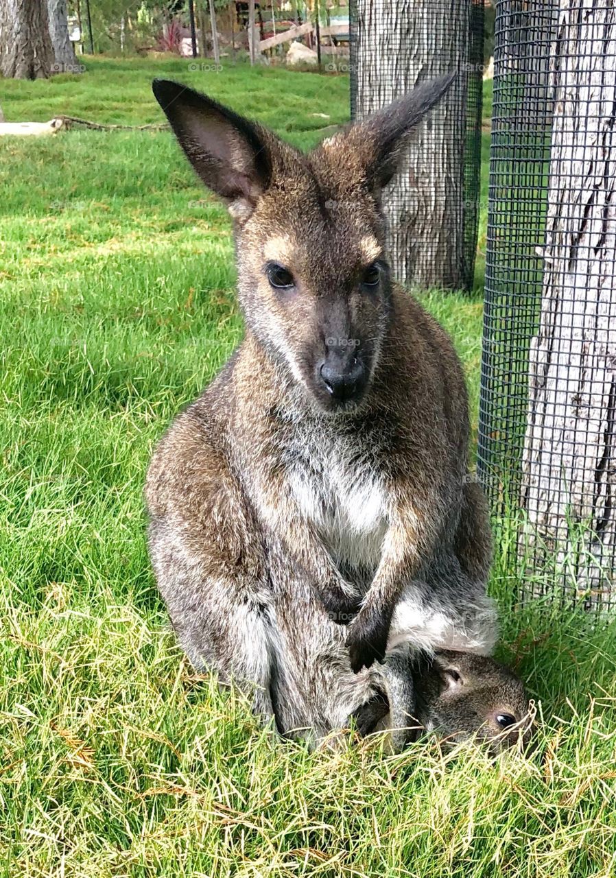 Wallaby plus Joey!!!!
