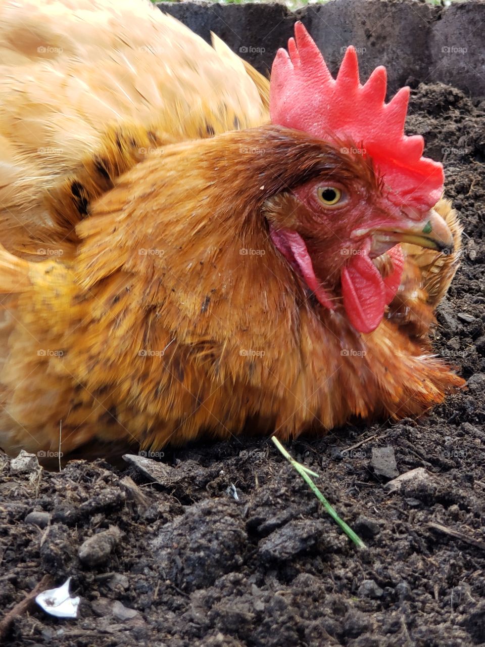 chicken taking a dust bath