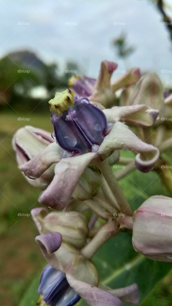 They are commonly known as milkweeds because of the latex they produce. Calotropis species are considered common weeds in some parts of the world. The flowers are fragrant and are often used in making floral tassels in some mainland Southeast Asian.