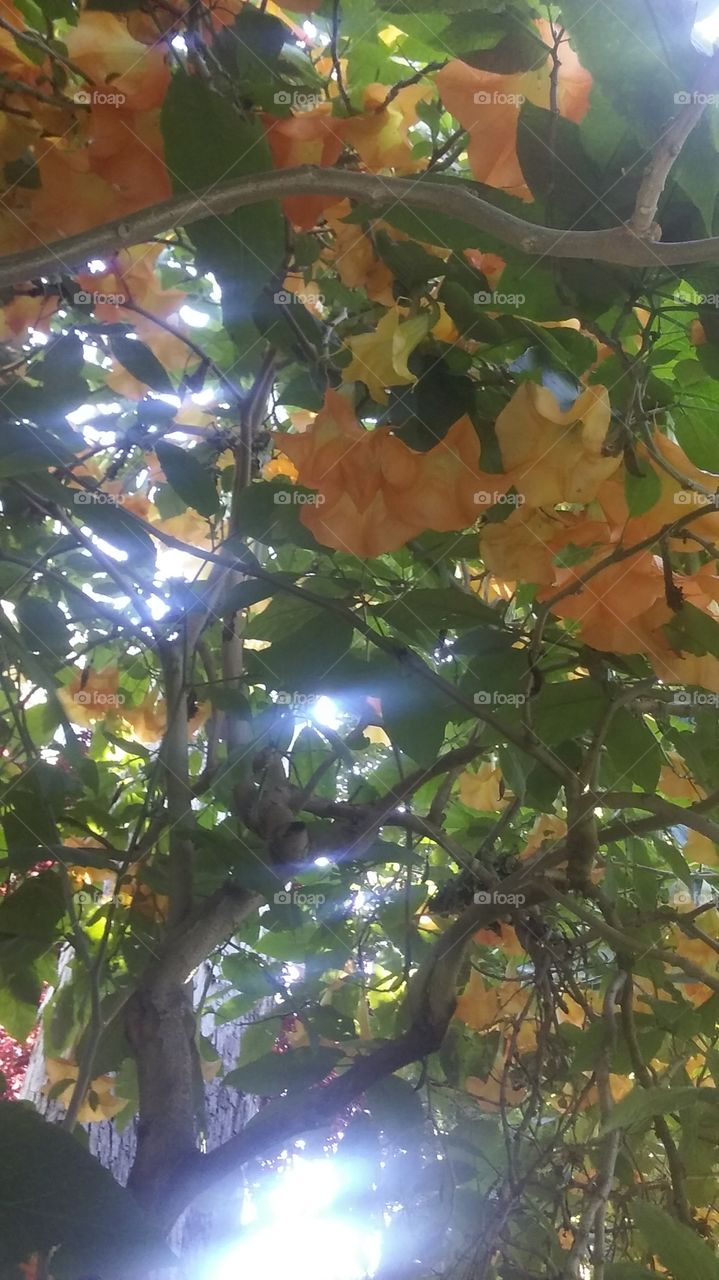 hanging blossoms