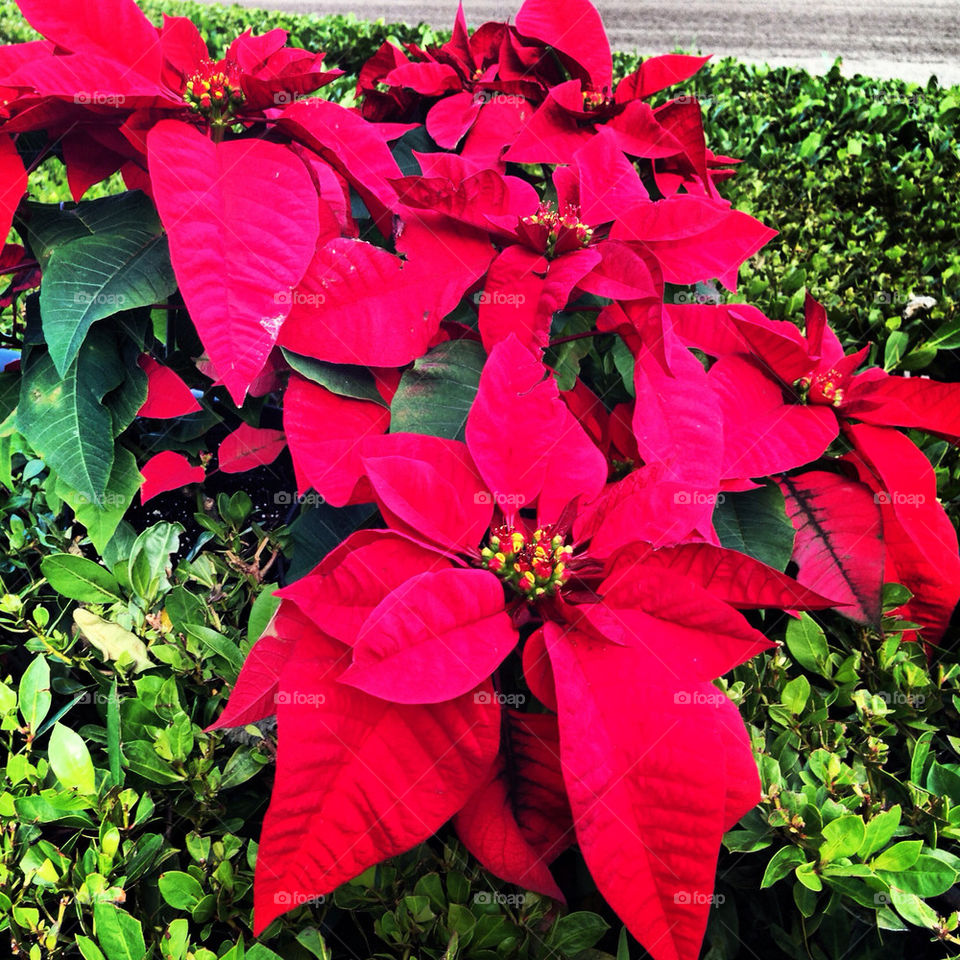 florida holiday tradition poinsettia by jmsilva59