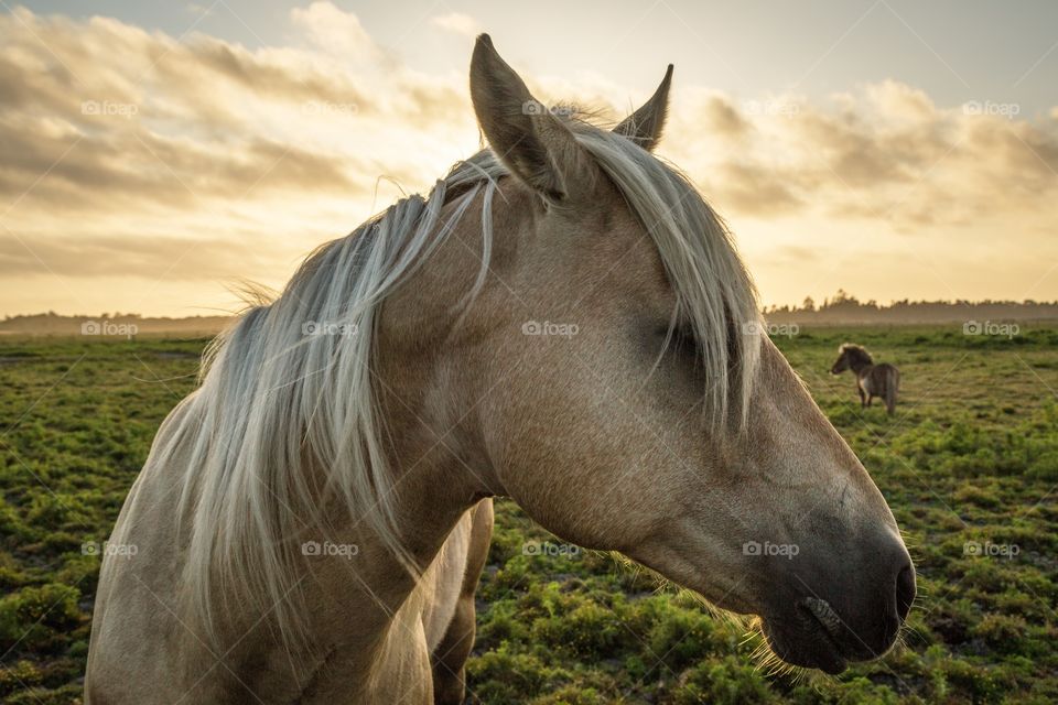 Horses on grassy field