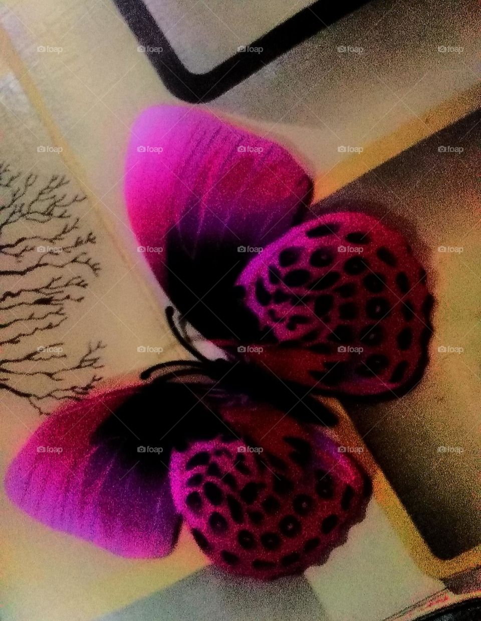 pink butterfly