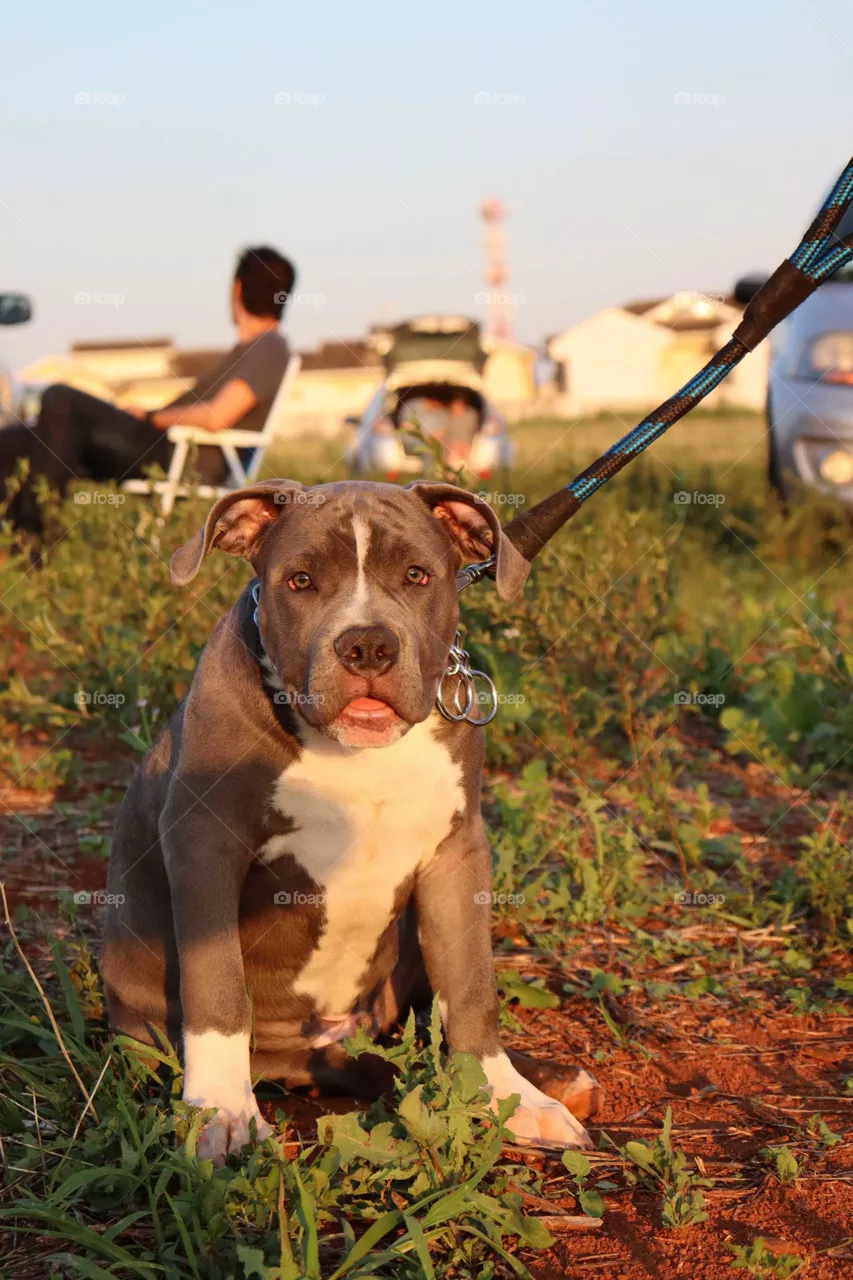 dog